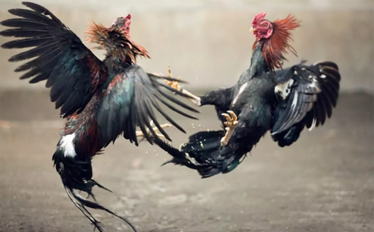 Diduga Dibekingi Bos Sabung Ayam dan Dadu, Arena Judi Ranuyoso Kebal Hukum
