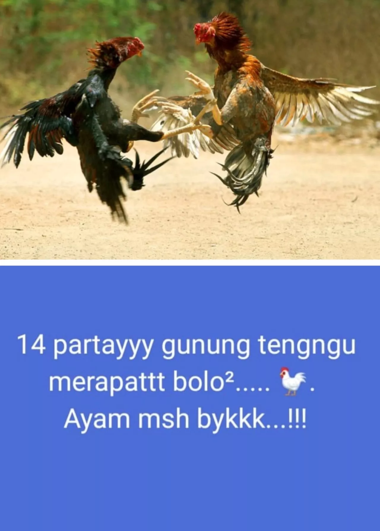 Gunung Tenguh Ranuyoso Darurat Judi Sabung Ayam, Publik Soroti Kinerja Aparat