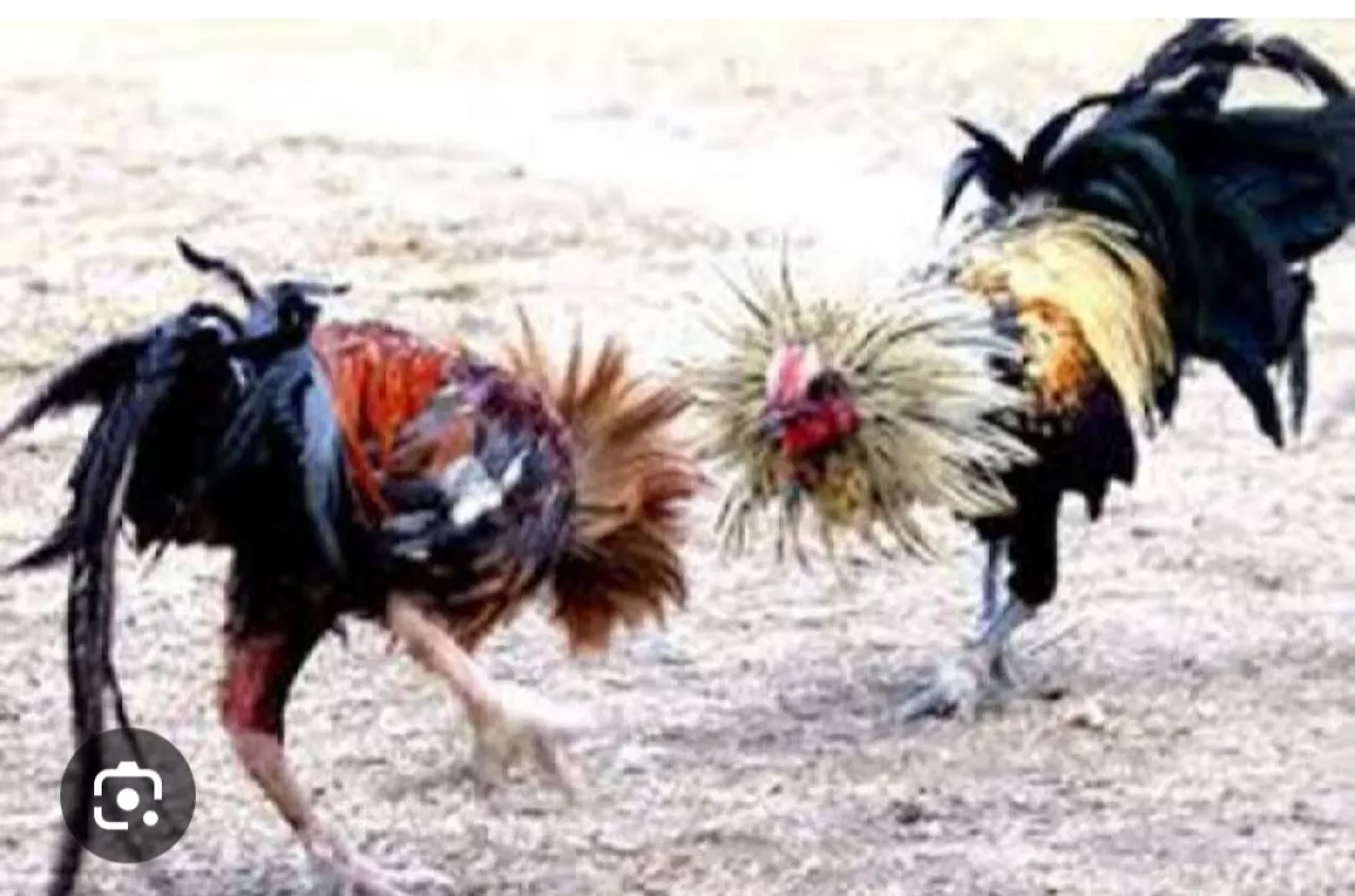 Sabung Ayam dan Perjudian Dadu di Desa Bades Pasirian Lumajang Sangat Meresahkan Warga Sekitar