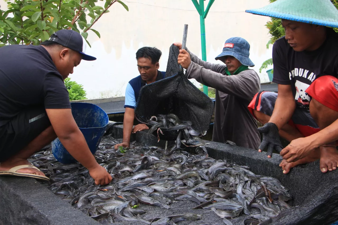 Di Bawah Rintik Hujan, Semangat Warga Binaan Tak Surut Panen Ribuan Lele untuk Kesekian Kalinya
