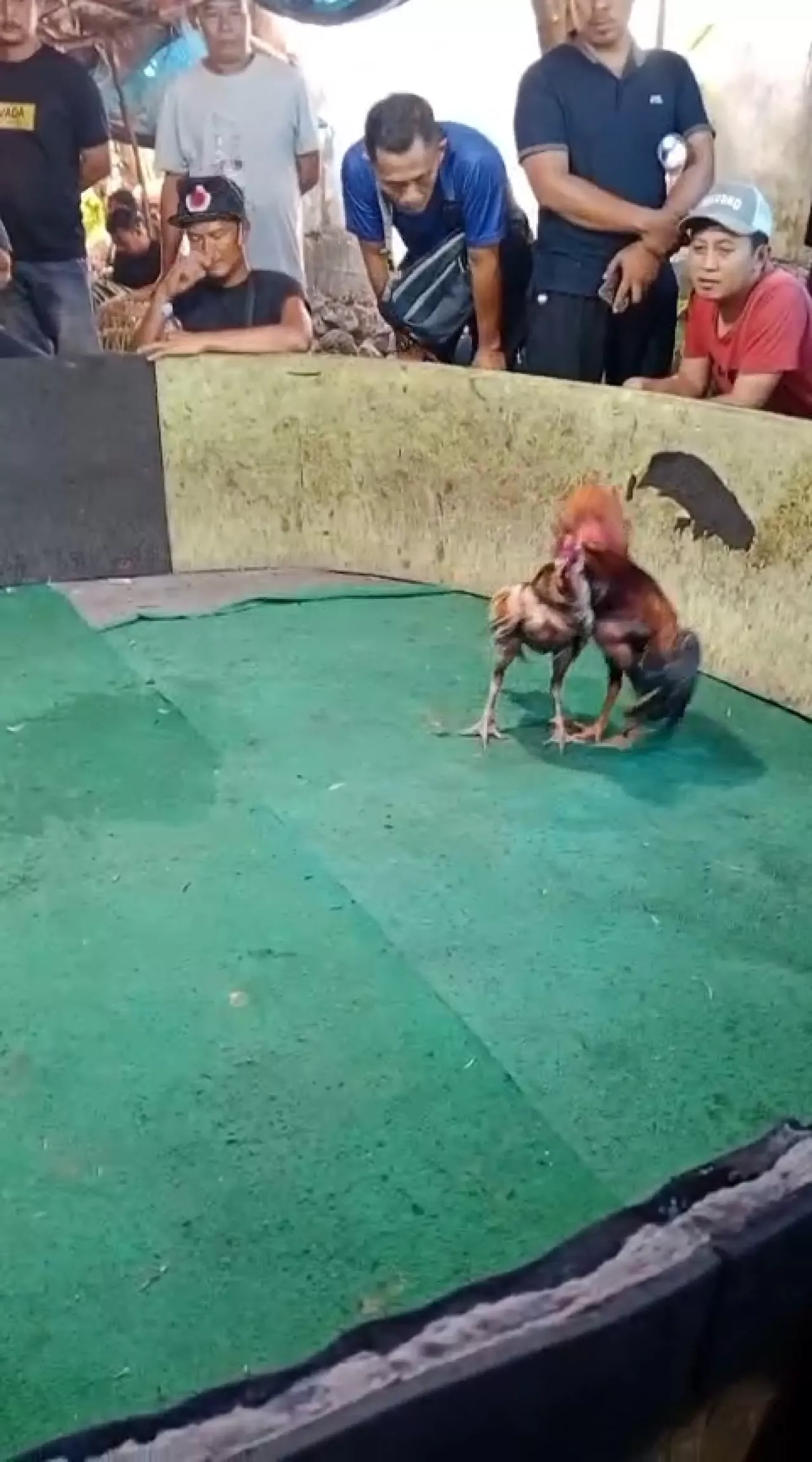 Diduga Beroperasi Kembali, Arena Sabung Ayam Joho Gedangan Jadi Sorotan Publik