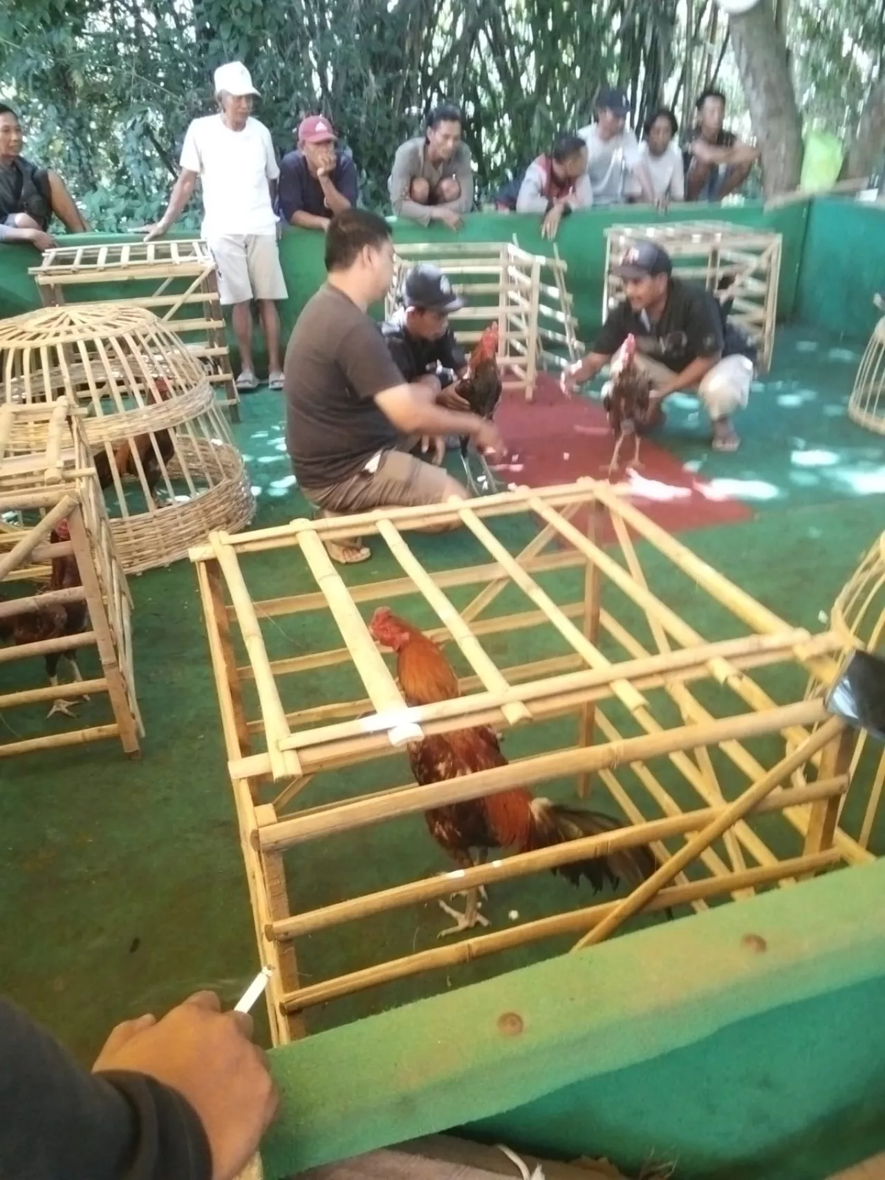 Dugaan Sabung Ayam di Pondok Dalem Jadi Sorotan, Tokoh Agama Minta Penyelidikan Profesional